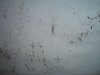 DSCN2351.jpg